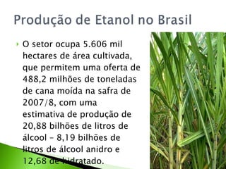 O setor ocupa 5.606 mil hectares de área cultivada, que permitem uma oferta de 488,2 milhões de toneladas de cana moída na safra de 2007/8, com uma estimativa de produção de 20,88 bilhões de litros de álcool – 8,19 bilhões de litros de álcool anidro e 12,68 de hidratado. 