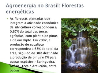As florestas plantadas que integram a atividade econômica da silvicultura correspondem a 0,67% do total das terras agrícolas, com plantio de pinus e de eucalipto. Em 2007, a produção de eucalipto correspondeu a 63% do total da área, seguido de 30% destinado a produção de pinus e 7% para outras espécies – Seringueira, Acácia, Teca e Araucária, entre outras. 