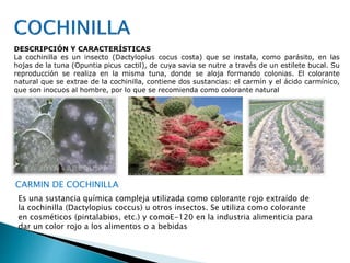 DESCRIPCIÓN Y CARACTERÍSTICAS 
La cochinilla es un insecto (Dactylopius cocus costa) que se instala, como parásito, en las 
hojas de la tuna (Opuntia picus cactil), de cuya savia se nutre a través de un estilete bucal. Su 
reproducción se realiza en la misma tuna, donde se aloja formando colonias. El colorante 
natural que se extrae de la cochinilla, contiene dos sustancias: el carmín y el ácido carmínico, 
que son inocuos al hombre, por lo que se recomienda como colorante natural 
CARMIN DE COCHINILLA 
Es una sustancia química compleja utilizada como colorante rojo extraído de 
la cochinilla (Dactylopius coccus) u otros insectos. Se utiliza como colorante 
en cosméticos (pintalabios, etc.) y comoE-120 en la industria alimenticia para 
dar un color rojo a los alimentos o a bebidas 
 