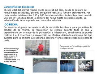 Características Biológicas 
El ciclo vital del animal macho oscila entre 51-63 días, desde la postura del 
huevo hasta su adultez, período en que se realiza su función procreadora. Por 
cada macho existen entre 150 y 200 hembras adultas. La hembra tiene un ciclo 
vital de 89-136 días desde la postura del huevo hasta su estado adulto. La 
infestación de la tuna puede ser: natural o inducida. 
COSECHA 
De acuerdo al grado de madurez de la cochinilla hembra y para garantizar la 
calidad de la misma, la recolección se realiza durante todo el año y 
dependiendo del manejo de la plantación e infestación, anualmente se puede 
realizar 2 o 3 cosechas. La recolección se efectúa utilizando espátulas del tipo 
cuchara para la primera y/o segunda cosecha y unos cepillos especiales para la 
poda. 
Zarandeo de la Cochinilla y exposición 
Proceso de embalaje al sol para secado 
de cochinilla para 
almacenamiento y/o 
para transporte, se 
realiza en sacos de 
polipropileno en 
cantidades de 50, 70 y 
90 kilos por saco. 
 