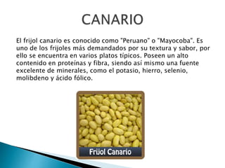 El frijol canario es conocido como "Peruano" o "Mayocoba". Es 
uno de los frijoles más demandados por su textura y sabor, por 
ello se encuentra en varios platos típicos. Poseen un alto 
contenido en proteínas y fibra, siendo así mismo una fuente 
excelente de minerales, como el potasio, hierro, selenio, 
molibdeno y ácido fólico. 
 