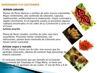 VARIEDADES Y/O CULTIVARES 
Achiote colorado 
Plantas de flores blancas y semillas de color oscuro o bermellón. 
Mayor rendimiento, alto contenido de colorante; capsulas 
indehiscentes, uniformidad en la maduración, mayor rusticidad y 
rápido crecimiento. En el siguiente cuadro se presentan algunos 
subtipos encontrados en los valles de La Convención y Lares en 
el Cusco. 
Achiote amarillo 
Planta de flores rosadas, semillas de color rojo claro 
amarillento. Presentan menor rendimiento, son 
dehiscentes, poseen buen contenido de colorante pero 
tienen menor rusticidad. 
Achiote negro o morado 
El tallo, hojas y frutos son de color mas oscuro que los 
agrotipos anteriores, ademas de contener bajo porcentaje de 
materia colorante. 
Es necesario mencionar que por ejemplo en la Estación 
Experimental del Tulumayo en Tingo María, se tiene una 
colección de 23 agrotipos de los cuales 15 son de Perú y 8 de 
Costa Rica. 
 