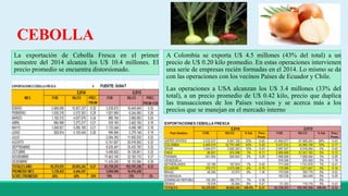 CEBOLLA 
La exportación de Cebolla Fresca en el primer 
semestre del 2014 alcanza los U$ 10.4 millones. El 
precio promedio se encuentra distorsionado. 
A Colombia se exporta U$ 4.5 millones (43% del total) a un 
precio de U$ 0.20 kilo promedio. En estas operaciones intervienen 
una serie de empresas recién formadas en el 2014. Lo mismo se da 
con las operaciones con los vecinos Países de Ecuador y Chile. 
Las operaciones a USA alcanzan los U$ 3.4 millones (33% del 
total), a un precio promedio de U$ 0.42 kilo, precio que duplica 
las transacciones de los Países vecinos y se acerca más a los 
precios que se manejan en el mercado interno 
 