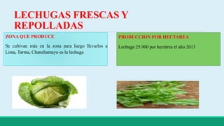 LECHUGAS FRESCAS Y 
REPOLLADAS 
ZONA QUE PRODUCE 
Se cultivan más en la zona para luego llevarlos a 
Lima, Tarma, Chanchamayo es la lechuga 
PRODUCCION POR HECTAREA 
Lechuga 25.900 por hectárea el año 2013 
 