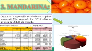 3. MANDARINA: 
Crece 65% la exportación de Mandarinas al primer 
semestre del 2014 alcanzando los U$ 33.9 millones a 
un precio de U$ 1.07 kilo promedio. 
 