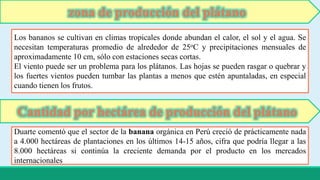 zona de producción del plátano 
Los bananos se cultivan en climas tropicales donde abundan el calor, el sol y el agua. Se 
necesitan temperaturas promedio de alrededor de 25oC y precipitaciones mensuales de 
aproximadamente 10 cm, sólo con estaciones secas cortas. 
El viento puede ser un problema para los plátanos. Las hojas se pueden rasgar o quebrar y 
los fuertes vientos pueden tumbar las plantas a menos que estén apuntaladas, en especial 
cuando tienen los frutos. 
Cantidad por hectárea de producción del plátano 
Duarte comentó que el sector de la banana orgánica en Perú creció de prácticamente nada 
a 4.000 hectáreas de plantaciones en los últimos 14-15 años, cifra que podría llegar a las 
8.000 hectáreas si continúa la creciente demanda por el producto en los mercados 
internacionales 
 
