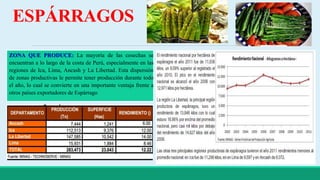 ESPÁRRAGOS 
ZONA QUE PRODUCE: La mayoría de las cosechas se 
encuentran a lo largo de la costa de Perú, especialmente en las 
regiones de Ica, Lima, Ancash y La Libertad. Esta dispersión 
de zonas productivas le permite tener producción durante todo 
el año, lo cual se convierte en una importante ventaja frente a 
otros países exportadores de Espárrago 
 
