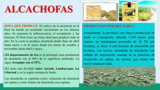 ALCACHOFAS 
ZONA QUE PRODUCE: El cultivo de la alcachofa en el 
Perú ha tenido un acelerado crecimiento en los últimos 
años. Se consume la inflorescencia, el receptáculo y las 
brácteas. El Perú tiene un clima ideal para producir todo el 
año. En la costa se produce alcachofa desde fines de abril 
hasta enero y en la sierra desde los meses de octubre y 
noviembre hasta abril y mayo. 
El departamento de Ica es la principal zona productora 
de alcachofa con el 40% de la superficie sembrada. Le 
sigue Arequipa con el 25%. 
El resto está dividido entre Ancash, Lambayeque, La 
Libertad y en la región serrana de Junín. 
Las alcachofas se exportan como: corazones de alcachofa 
sin espina y como fondos de alcachofas con espinas. 
PRODUCCION POR HECTAREA 
Actualmente, la provincia con mayor producción en 
Junín es Concepción, ubicada 3.250 msnm, pues 
registra un rendimiento promedio de 18 TN por 
hectárea, es decir, 6 mil docenas de alcachofas por 
hectárea. Las nuevas variedades de alcachofas con 
calidad de exportación resultan de la selección de 
alcachofas sin espina, las mismas que tienen una 
mayor productividad. 
 