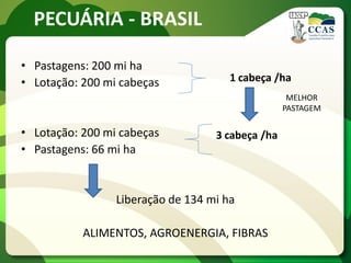 PECUÁRIA - BRASIL
• Pastagens: 200 mi ha
• Lotação: 200 mi cabeças
• Lotação: 200 mi cabeças
• Pastagens: 66 mi ha
Liberação de 134 mi ha
ALIMENTOS, AGROENERGIA, FIBRAS
1 cabeça /ha
MELHOR
PASTAGEM
3 cabeça /ha
 