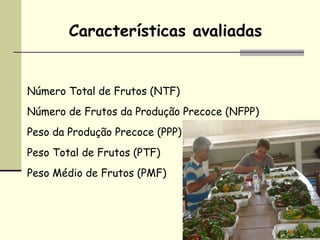 Características avaliadas


Número Total de Frutos (NTF)
Número de Frutos da Produção Precoce (NFPP)
Peso da Produção Precoce (PPP)
Peso Total de Frutos (PTF)
Peso Médio de Frutos (PMF)
 
