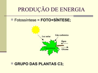 PRODUÇÃO DE ENERGIA
 Fotossíntese = FOTO+SÍNTESE;




 GRUPO DAS PLANTAS C3;
 