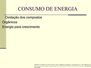 CONSUMO DE ENERGIA
Oxidação dos compostos
Orgânicos
Energia para crescimento




                   FIGURA 10. Resumo do ciclo de Calvin. (Fonte: Adaptado de Capítulo 9. Fotosíntesis, luz y vida. Disponível em
                   <http://iescarin.educa.aragon.es/depart/biogeo/varios/BiologiaCurtis/Indice%20de%20secciones.htm> (Consulta em
                   05/03/2009).
 