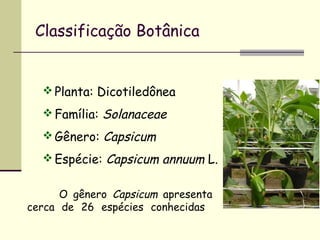 Classificação Botânica


   Planta: Dicotiledônea

   Família: Solanaceae

   Gênero: Capsicum

   Espécie: Capsicum annuum L.


      O gênero Capsicum apresenta
cerca de 26 espécies conhecidas
 