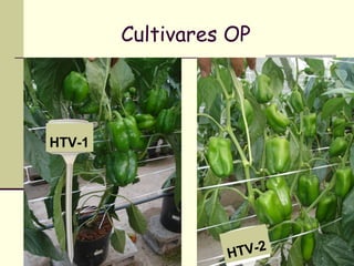 Cultivares OP




HTV-1




                  HTV-2
 
