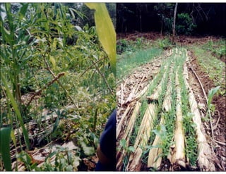 Agrofloresta