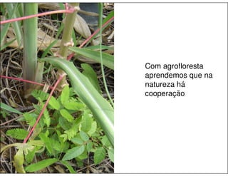 Agrofloresta