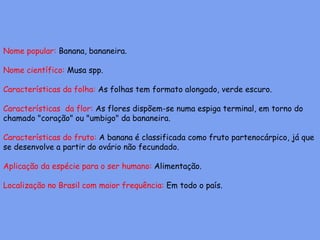 Nome popular: Banana, bananeira.
Nome científico: Musa spp.
Características da folha: As folhas tem formato alongado, verde escuro.
Características da flor: As flores dispõem-se numa espiga terminal, em torno do
chamado "coração" ou "umbigo" da bananeira.
Características do fruto: A banana é classificada como fruto partenocárpico, já que
se desenvolve a partir do ovário não fecundado.
Aplicação da espécie para o ser humano: Alimentação.
Localização no Brasil com maior frequência: Em todo o país.
 