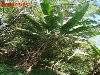 Bananeira
 