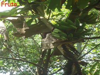 Fruto
 
