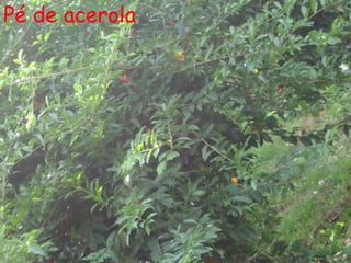 Pé de acerola
 