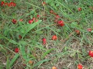 Fruto
 