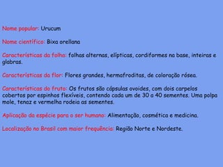 Nome popular: Urucum
Nome científico: Bixa orellana
Características da folha: folhas alternas, elípticas, cordiformes na base, inteiras e
glabras.
Características da flor: Flores grandes, hermafroditas, de coloração rósea.
Características do fruto: Os frutos são cápsulas ovoides, com dois carpelos
cobertos por espinhos flexíveis, contendo cada um de 30 a 40 sementes. Uma polpa
mole, tenaz e vermelha rodeia as sementes.
Aplicação da espécie para o ser humano: Alimentação, cosmética e medicina.
Localização no Brasil com maior frequência: Região Norte e Nordeste.
 