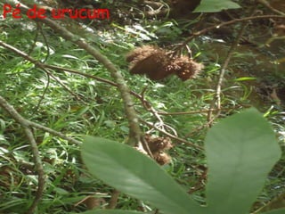Pé de urucum
 