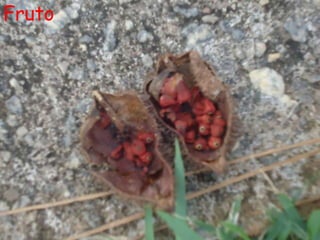 Fruto
 
