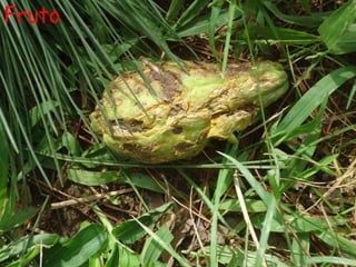 Fruto
 