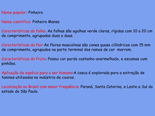 Nome popular: Pinheiro
Nome cientifico: Pinheiro Manso
Características da folha: As folhas são agulhas verde claras, rígidas com 10 a 20 cm
de comprimento, agrupadas duas a duas.
Características da flor:As flores masculinas são cones quase cilíndricos com 15 mm
de comprimento, agrupados na parte terminal dos ramos de cor marrom.
Características do fruto: Possui cor pardo castanho-avermelhado, e escamas com
pinhões.
Aplicação da espécie para o ser humano:A casca é explorada para a extração de
taninos utilizados na indústria de couros.
Localização no Brasil com maior frequência: Paraná, Santa Catarina, e Leste e Sul do
estado de São Paulo.
 