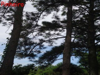 Pinheiro
 