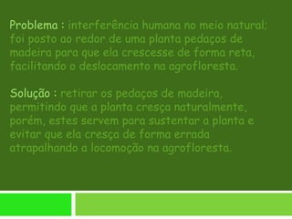 Problema : interferência humana no meio natural;
foi posto ao redor de uma planta pedaços de
madeira para que ela crescesse de forma reta,
facilitando o deslocamento na agrofloresta.
Solução : retirar os pedaços de madeira,
permitindo que a planta cresça naturalmente,
porém, estes servem para sustentar a planta e
evitar que ela cresça de forma errada
atrapalhando a locomoção na agrofloresta.
 