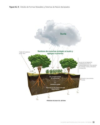 3333manual de agroforestería para zonas secas y semiáridas
Figura No. 9:Figura No. 9: Arboles de Formas Deseables y Sistemas de Raíces Apropiados.
 