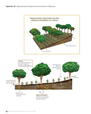 4040manual de agroforestería para zonas secas y semiáridas
Figura No. 10:Figura No. 10: Representación Esquemática de Cultivo en Callejones.
 