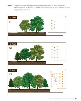 4343manual de agroforestería para zonas secas y semiáridas
Figura 11.Figura 11. Diagrama de Cortinas Rompeviento con diferente numero de ﬁlas y estratos de
árboles. (Tomado de Martinez, H. 1989. El componente forestal en los sistemas de ﬁnca
de pequeños agricultores.)
 
