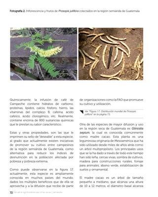 7272 manual de agroforestería para zonas secas y semiáridas
Químicamente, la infusión de café de
Campeche contiene hidratos de carbono,
proteínas, lípidos, calcio, fósforo, hierro, las
vitaminas del complejo B, cafeína, ácido
cafeíco, ácido clorogénico, etc. Realmente,
contiene encima de 800 sustancias químicas
que le prestan su sabor característico.
Estas y otras propiedades, son las que le
imprimen su sello de “deseable” a esta especie,
al grado que actualmente existen iniciativas
de promover su cultivo entre campesinos
de la región semiárida de Guatemala, como
alternativa para reducir los índices de
desnutrición en la población afectada por
pobreza y pobreza extrema.
Como puede observarse en la ﬁgura 17,
actualmente, esta especie es ampliamente
conocida en muchos países del mundo,
dados los múltiples beneﬁcios que de ella se
aprovecha y a la difusión que recibe de parte
de organizaciones como la FAO que promueve
su cultivo y utilización.
Otra de las especies de mayor difusión y uso
en la región seca de Guatemala es Gliricidia
sepium, la cual es conocida comúnmente
como madre cacao. Esta planta es una
leguminosa originaria de Mesoamérica que ha
sido utilizado desde miles de años atrás como
un árbol multipropósito. Los principales usos
que se la ha dado a través de todo este tiempo
han sido leña, cercas vivas, sombra de cultivos,
madera para construcciones rurales, forraje
para animales, abono verde, estabilización de
suelos y ornamental.
El madre cacao es un árbol de tamaño
pequeño a mediano, que alcanza una altura
de 10 a 12 metros, el diámetro basal alcanza
Ver “Figura 17: Distribución mundial de Prosopis
juliﬂora” en la página 73.
Fotografía 2.Fotografía 2. Inﬂorescencia y frutos de Prosopis juliﬂora colectados en la región semiárida de Guatemala
 