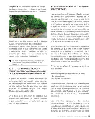 7575manual de agroforestería para zonas secas y semiáridas
diﬁcultan el establecimiento de los árboles,
pues normalmente son descortezados y
defoliados en periodos tempranos después de
plantados, dado a que su biomasa es usada,
normalmente, como suplemento alto en
proteína para dietas de baja calidad como
pastos, pajas o residuos de cosecha.
4.2.2 OTRAS ESPECIES ARBÓREAS Y4.2.2 OTRAS ESPECIES ARBÓREAS Y
ARBUSTIVAS APROPIADAS PARA SU USO ENARBUSTIVAS APROPIADAS PARA SU USO EN
LA AGROFORESTERÍA DE REGIONES SECAS.LA AGROFORESTERÍA DE REGIONES SECAS.
A partir de diversas fuentes documentales,
se ha compilado información sobre especies
de árboles cuyo uso intercalado con cultivos
ha sido exitoso. Esto ha permitido que estas
especies actualmente tengan una amplia
difusión para uso agroforestal.
En la tabla 13 se presentan las especies que
se han usado o están en uso en la actualidad,
y que aparentan tener un potencial especial
para las regiones secas.
4.3 ARREGLOS DE SIEMBRA EN LOS SISTEMAS4.3 ARREGLOS DE SIEMBRA EN LOS SISTEMAS
AGROFORESTALESAGROFORESTALES
Laseleccióndearreglosasícomolasdensidades
de siembra del componente arbóreo de un
sistema agroforestal, es un proceso que tiene
su fundamento en la práctica de la forestería
o silvicultura; para ello es importante deﬁnir
el tipo de sistema que será implementado,
considerando el porque de su selección, es
decir, si lo que se busca es lograr una cobertura
de los cultivos (árboles dispersos), protección
contra la erosión hídrica (arreglo de curvas a
nivel o contorno), protección contra la erosión
eólica (barreras multiestratos) etc.
Además de ello debe considerarse la topografía
del terreno, ya que este es un factor de gran
inﬂuencia en la selección del arreglo; en el
caso de la densidad de siembra de los árboles,
debe considerarse: a) la especie ha utilizar; b) la
calidad de sitio y c) los productos intermedios
y ﬁnales esperados (ver anexo No. II).
En lo que se reﬁere al componente arbóreo,
éste debe ser:
• Deseable para la comercialización y uso.
• De alta calidad.
• De rápido crecimiento.
Es recomendable seleccionar y utilizar árboles
y patrones de siembra que sean: a) apropiados
para el lugar, b) compatibles con las prácticas
agroforestales planiﬁcadas y, c) que provean
los beneﬁcios económicos y ambientales
esperados.
Los métodos apropiados de siembra
dependerán de: 1) el tipo de tierras y bosque
(condiciones especíﬁcas del lugar, especies de
árboles, edad, patrón de siembra o crecimiento,
distancia de siembra), 2) diferencia de edad
Ver “Tabla 13: Especies arbóreas y arbustivas con
potencial para su uso en agroforestería” en las
páginas 75 y 76.
Fotografía 4.Fotografía 4. Uso de Gliricida sepium con arreglo
lineal como cercas vivas y cortinas rompevientos
en parcelas ganaderas en Chiquimula, Guatemala.
 