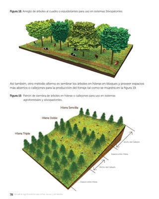 7878 manual de agroforestería para zonas secas y semiáridas
Figura 18.Figura 18. Arreglo de árboles al cuadro o equidistantes para uso en sistemas Silvopatoriles
Así también, otro método alterno es sembrar los árboles en hileras en bloques y proveer espacios
más abiertos o callejones para la producción del forraje tal como se muestra en la ﬁgura 19.
Figura 19.Figura 19. Patrón de siembra de árboles en hileras o callejones para uso en sistemas
agroforestales y silvopastoriles.
 