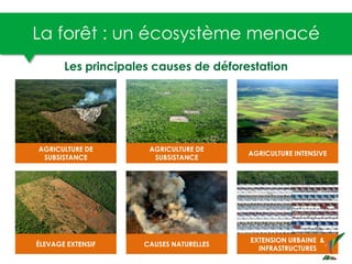 La forêt : un écosystème menacé
AGRICULTURE DE
SUBSISTANCE
AGRICULTURE DE
SUBSISTANCE
AGRICULTURE INTENSIVE
CAUSES NATUREL...