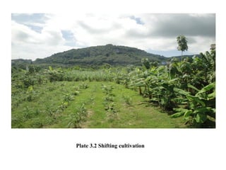 Plate 3.2 Shifting cultivation
 