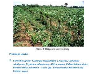 Plate 3.5 Hedgerow intercropping
Promising species
 Gliricidia sepium, Flemingia macrophylla, Leucaena, Calliandra
calothyrsus, Erythrina subumbrans, Albizia saman, Pithecellobium dulce,
Paraserianthes falcataria, Acacia spp., Paraserianthes falcataria and
Cajanus cajan.
 