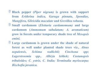  Black pepper (Piper nigrum) is grown with support
from Erithrina indica, Garuga pinnata, Spondias,
Mangifera, Gliricidia maculate and Grevillea robusta.
 Small cardamom (Elettaria cardamomum) and large
cardamom (Ammomum subulatum; A. aromaticum)
grow in forests under temporary shade tree of Mesopsis
emini.
 Large cardamom is grown under the shade of natural
forest as well under planted shade trees viz., Alnus
nepalensis, Schima wallichii; Cinchona spp;
Lagerstroemia spp., Albizia lebbek; Castanopsis
tribuloides; C. ystrix, C. India; Terminalia myriocarpa;
Bischofia javanica.
 
