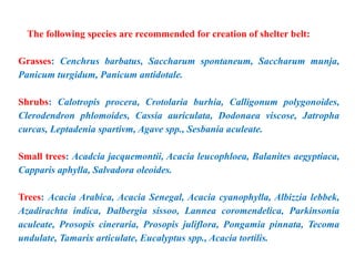 The following species are recommended for creation of shelter belt:
Grasses: Cenchrus barbatus, Saccharum spontaneum, Saccharum munja,
Panicum turgidum, Panicum antidotale.
Shrubs: Calotropis procera, Crotolaria burhia, Calligonum polygonoides,
Clerodendron phlomoides, Cassia auriculata, Dodonaea viscose, Jatropha
curcas, Leptadenia spartivm, Agave spp., Sesbania aculeate.
Small trees: Acadcia jacquemontii, Acacia leucophloea, Balanites aegyptiaca,
Capparis aphylla, Salvadora oleoides.
Trees: Acacia Arabica, Acacia Senegal, Acacia cyanophylla, Albizzia lebbek,
Azadirachta indica, Dalbergia sissoo, Lannea coromendelica, Parkinsonia
aculeate, Prosopis cineraria, Prosopis juliflora, Pongamia pinnata, Tecoma
undulate, Tamarix articulate, Eucalyptus spp., Acacia tortilis.
 