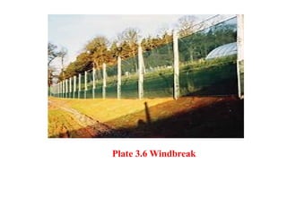 Plate 3.6 Windbreak
 
