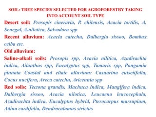 SOIL: TREE SPECIES SELECTED FOR AGROFORESTRY TAKING
INTO ACCOUNT SOIL TYPE
Desert soil: Prosopis cineraria, P. chilensis, Acacia tortilis, A.
Senegal, A.nilotica, Salvadora spp
Recent alluvium: Acacia catechu, Dalbergia sissoo, Bombax
ceiba etc.
Old alluvium:
Saline-alkali soils: Prosopis spp, Acacia nilitica, Azadirachta
indica, Ailanthus spp, Eucalyptus spp, Tamarix spp, Pongamia
pinnata Coastal and eltaic alluvium: Casuarina euisetifolia,
Cocus nucifera, Areca catechu, Avicennia spp
Red soils: Tectona grandis, Machuca indica, Mangifera indica,
Dalbergia sissoo, Acacia nilotica, Leucaena leucocephala,
Azadirachta indica, Eucalyptus hybrid, Pterocarpus marsupium,
Adina cardifolia, Dendrocalamus strictus
 