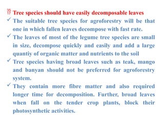 Tree species should have easily decomposable leaves
 The suitable tree species for agroforestry will be that
one in which fallen leaves decompose with fast rate.
 The leaves of most of the legume tree species are small
in size, decompose quickly and easily and add a large
quantiy of organic matter and nutrients to the soil
 Tree species having broad leaves such as teak, mango
and banyan should not be preferred for agroforestry
system.
 They contain more fibre matter and also required
longer time for decomposition. Further, broad leaves
when fall on the tender crop plants, block their
photosynthetic activities.
 