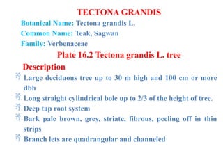 TECTONA GRANDIS
Botanical Name: Tectona grandis L.
Common Name: Teak, Sagwan
Family: Verbenaceae
Plate 16.2 Tectona grandis L. tree
Description
 Large deciduous tree up to 30 m high and 100 cm or more
dbh
 Long straight cylindrical bole up to 2/3 of the height of tree.
 Deep tap root system
 Bark pale brown, grey, striate, fibrous, peeling off in thin
strips
 Branch lets are quadrangular and channeled
 