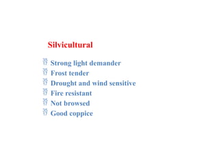 Silvicultural
 Strong light demander
 Frost tender
 Drought and wind sensitive
 Fire resistant
 Not browsed
 Good coppice
 