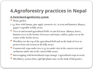 4.Agroforestry practices in Nepal
A. Farm based agroforestry system
 Home garden
( e.g. Sisso with banana, pine apple, turmeric etc. in terai and kutmiro, khanyu,
gogan+vegetable in hilly areas)
 Trees in and around agricultural fields in rain fed areas (khanyu, kavro,
kutmiro trees in the border of terraces and maize, millets, pulses etc in the
center of the border trees)
 Woodlots (on the top of the agricultural field and on the bank of river to
protect from soil erosion in the hilly areas)
 Commercial crops under tree (e.g. tea under siris in the eastern terai and
cardamom under utis in the eastern hilly areas)
 Intercropping with horticultural crops (mango +agricultural crops in terai)
 Silvofishery system (Sisso, Ipil-Ipil plants raise on the bank of fish ponds )
 