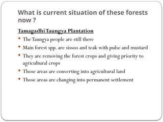 What is current situation of these forests
now ?
TamagadhiTaungya Plantation
 TheTaungya people are still there
 Main forest spp. are sissoo and teak with pulse and mustard
 They are removing the forest crops and giving priority to
agricultural crops
 Those areas are converting into agricultural land
 Those areas are changing into permanent settlement
 